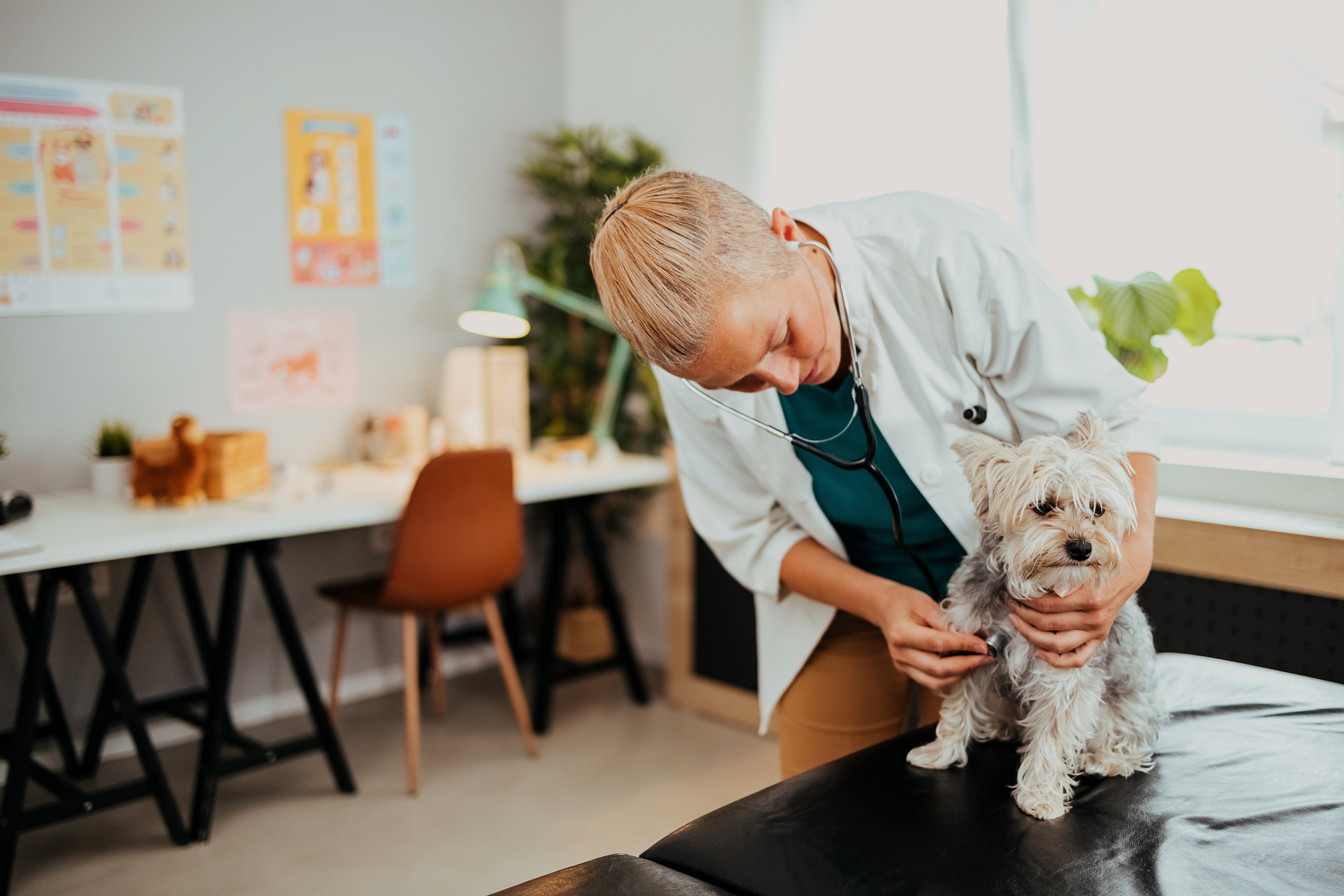 Adyen team member examining a dog in a veterinary or clinic setting