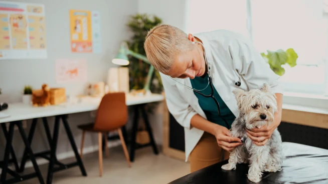 Adyen team member examining a dog in a veterinary or clinic setting