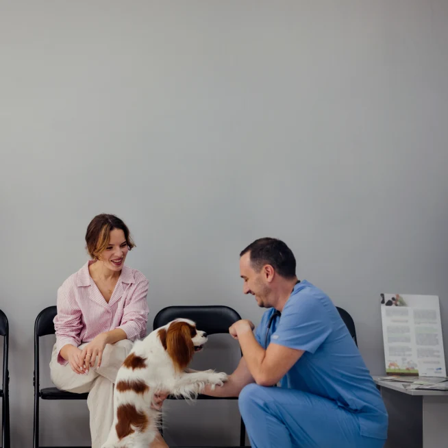 persons at vet engaging with pets