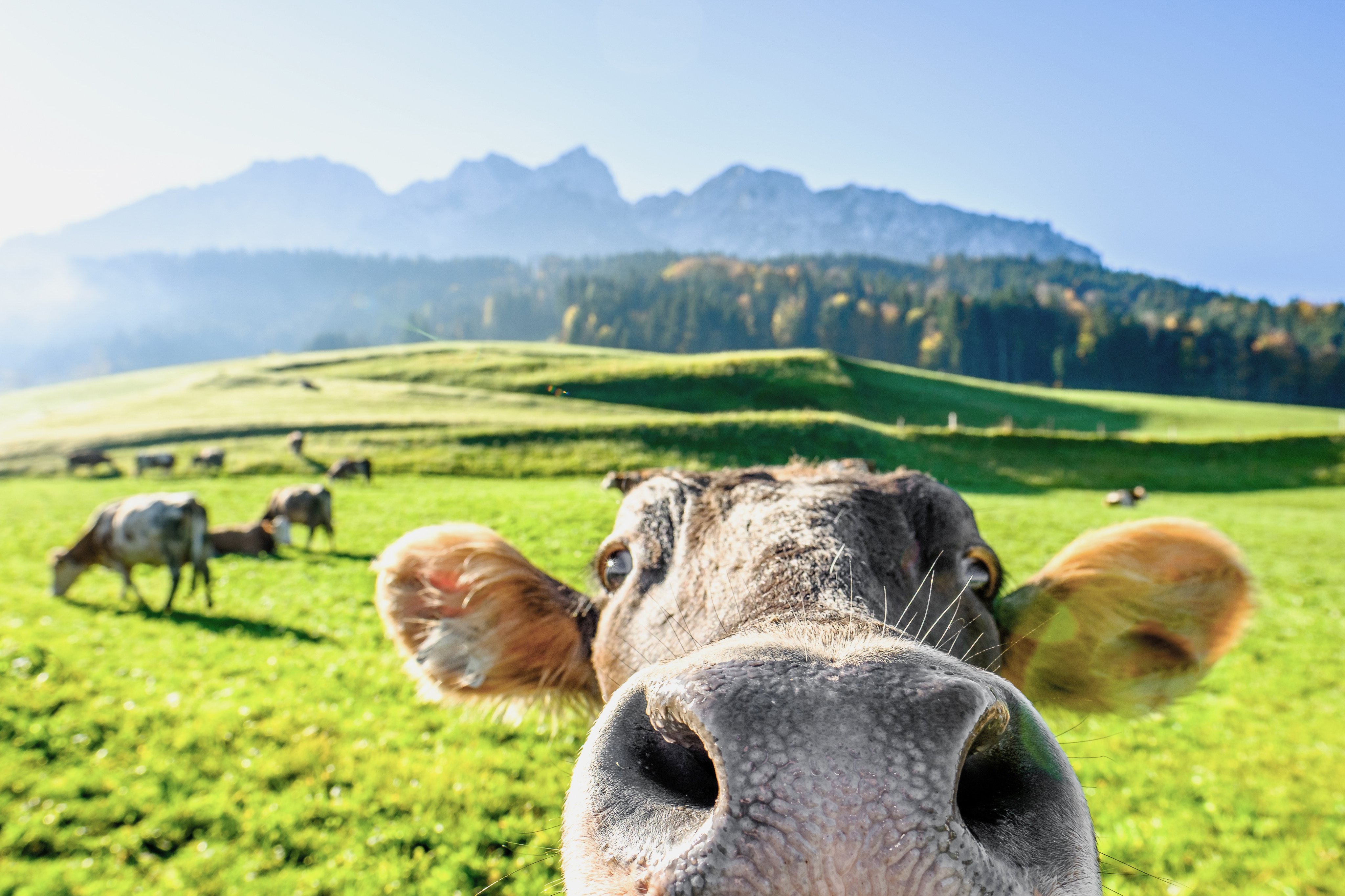 Ein neugieriges Kalb auf einer grünen Wiese im Almgebiet, im Hintergrund Berge und Himmel