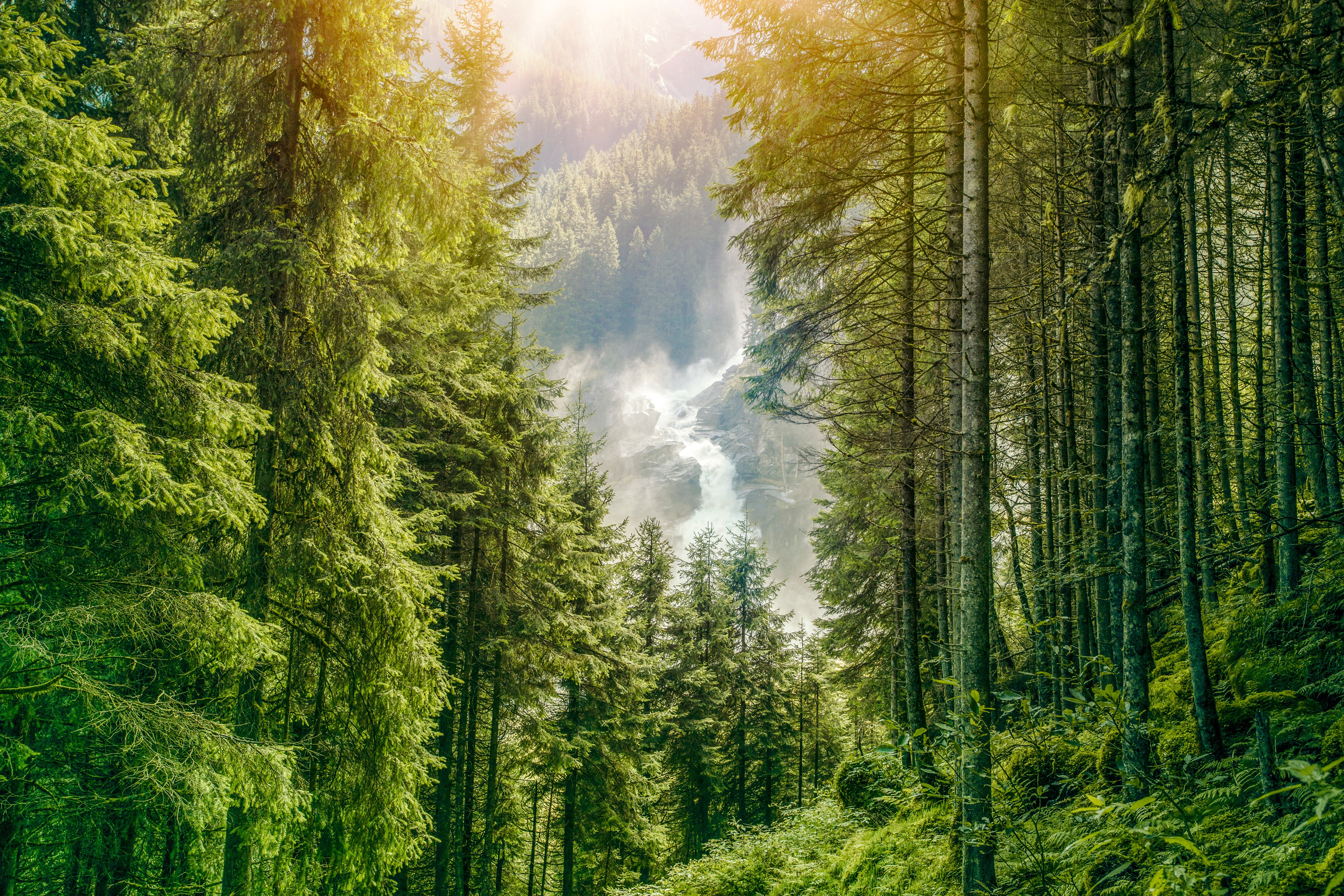 Heller Wald im Sonnenlicht bei Aldiana Premium Cluburlaub unkalibriert