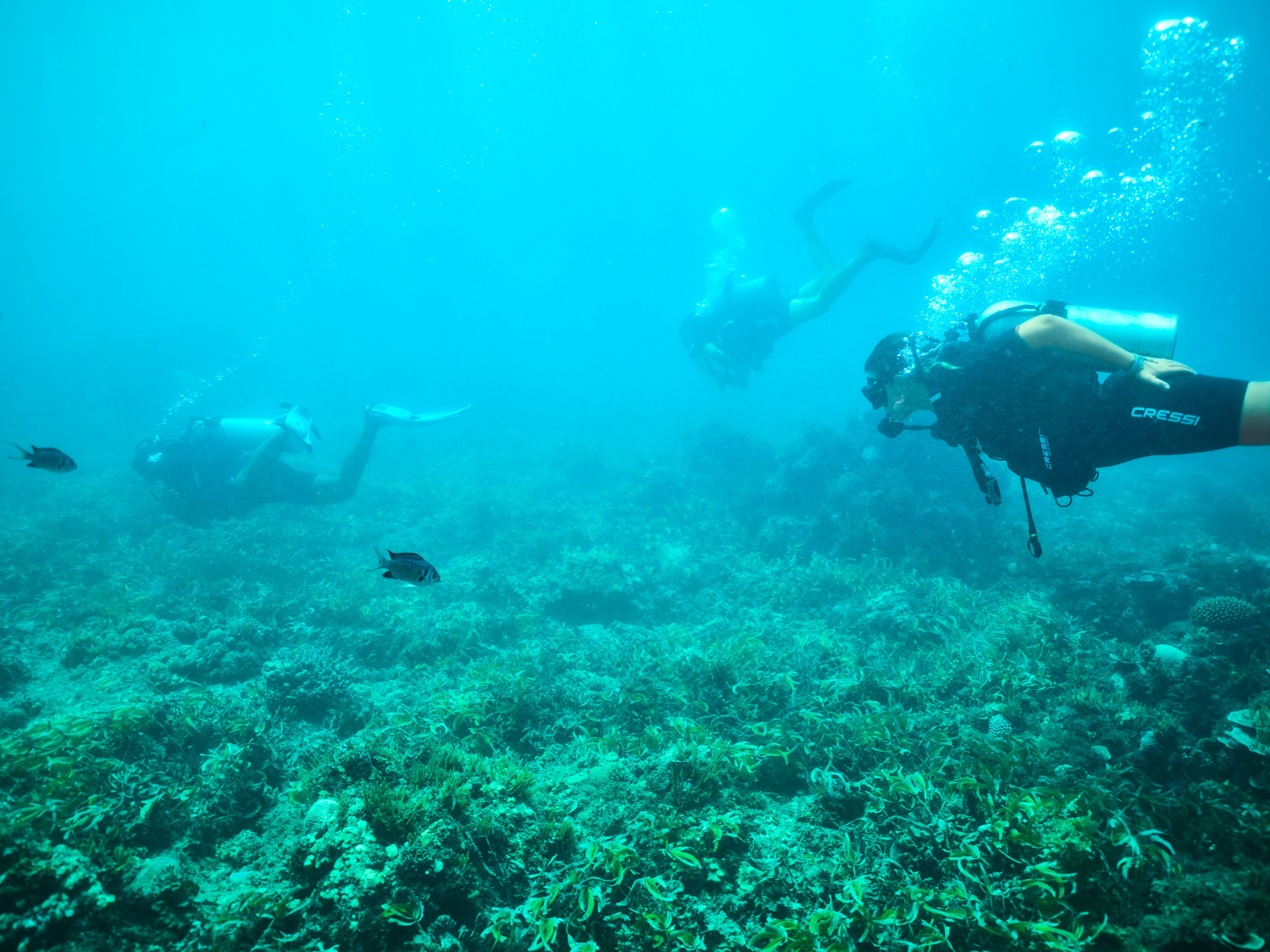 Taucher im klaren Wasser bei Aldiana, Premium Cluburlaub, unkalibriertes Bild