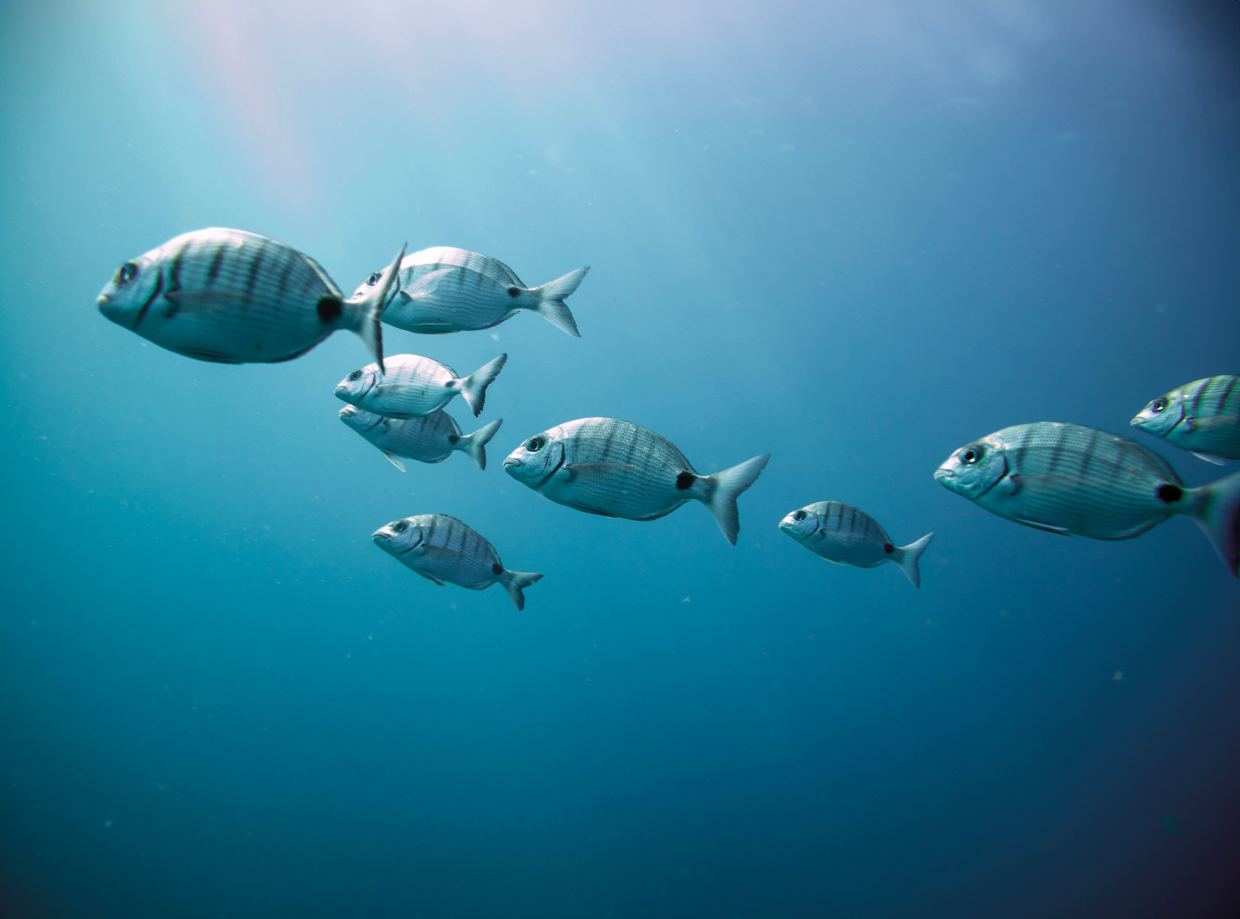 Vogelperspektive von Tauchern in kristallklarem Wasser bei Aldiana, Premium Cluburlaub