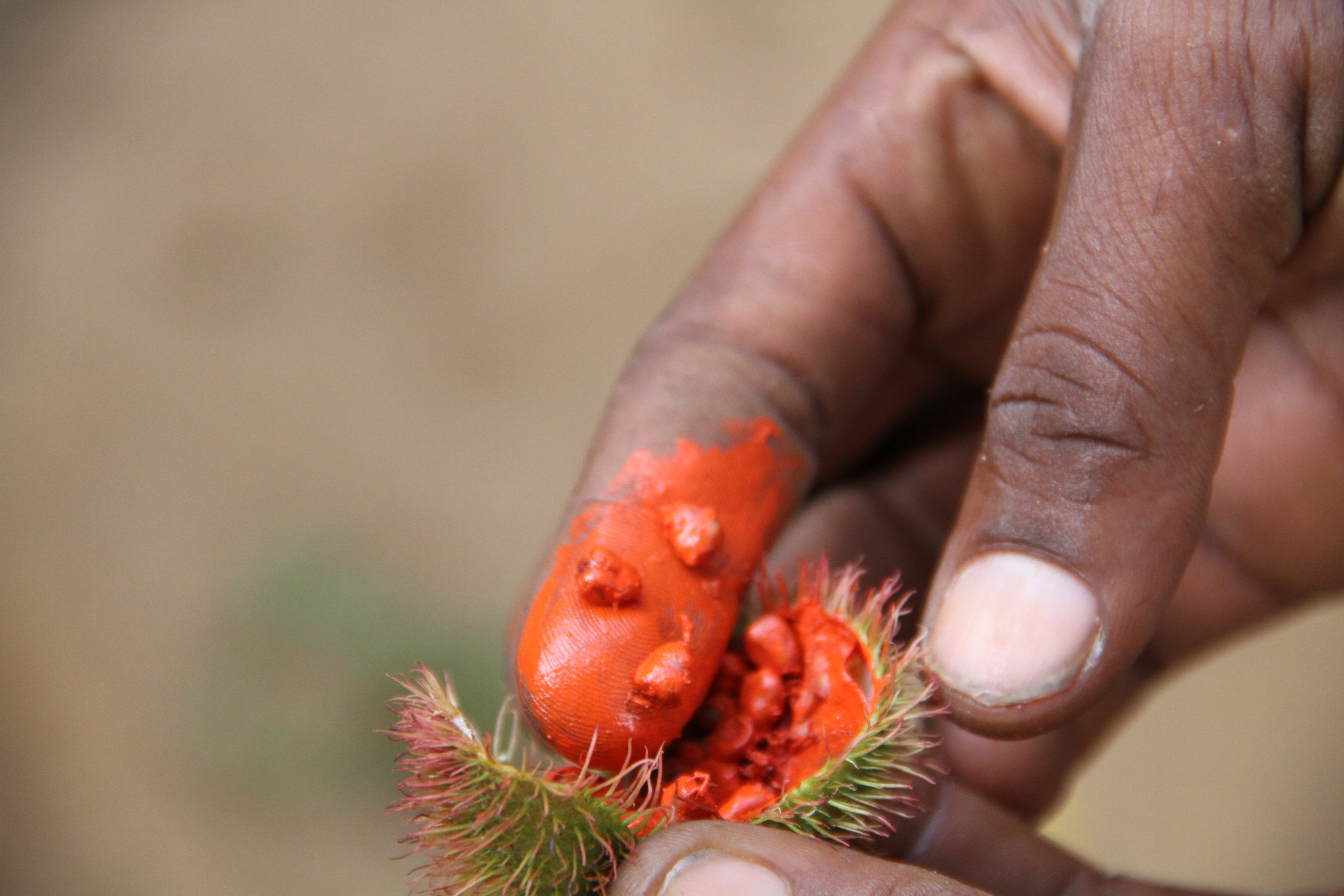 Hand beim Pflücken einer Frucht mit roter Frucht und grünen Stielen