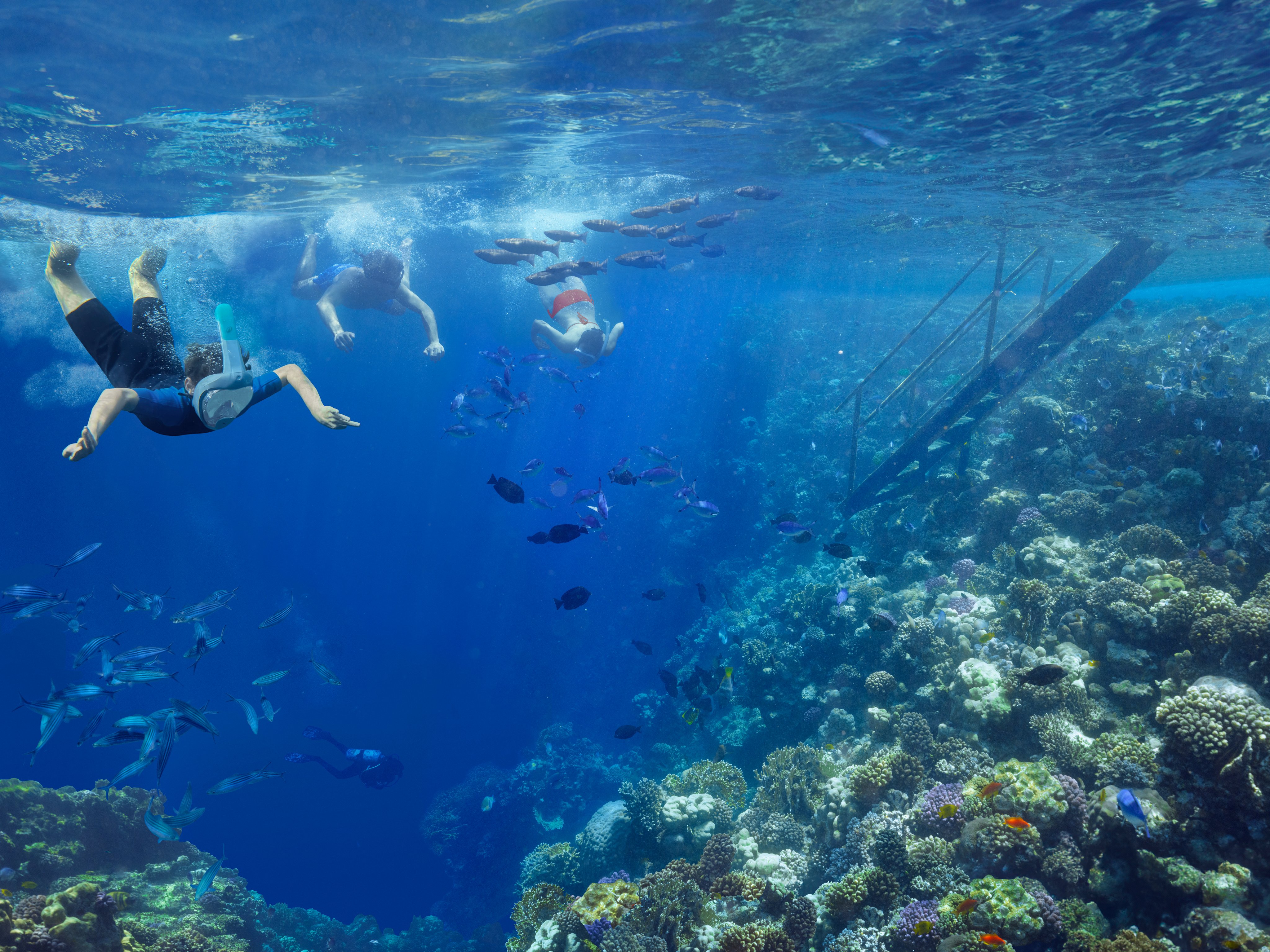 Zwei Menschen beim Schnorcheln im großen Aquarium mit bunten Korallen und Fischen