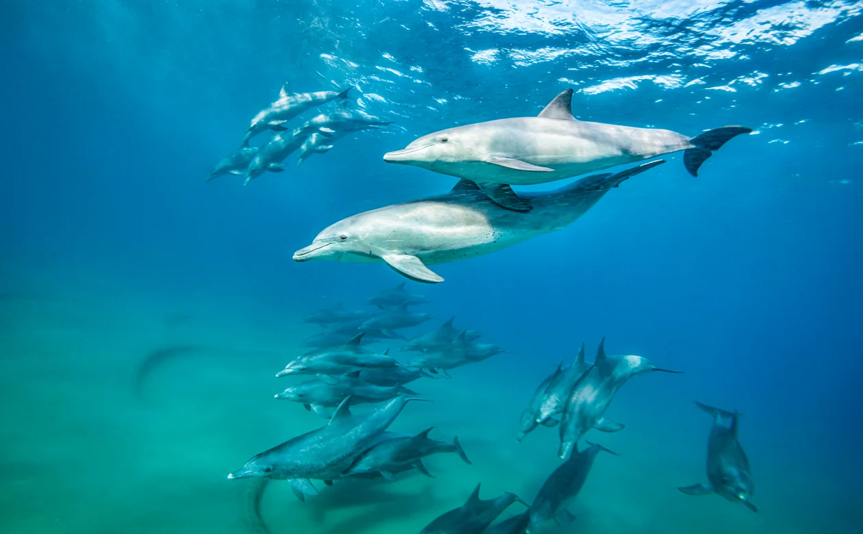 Schwarm Delfine unter Wasser bei Aldiana, Premium Cluburlaub, familienfreundlich und exklusiv
