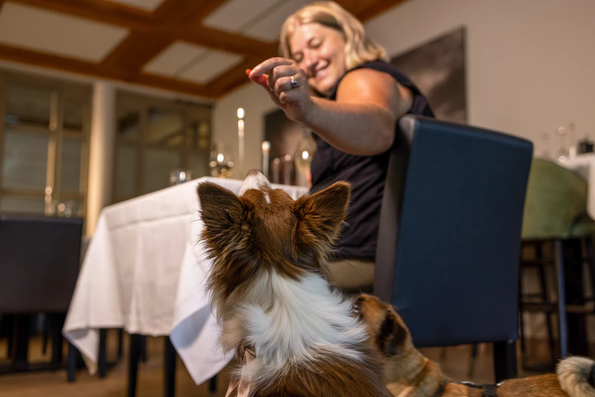Ein Hund schaut auf einen Menschen, der ein Smartphone hält, in einem eleganten Hotelrestaurant