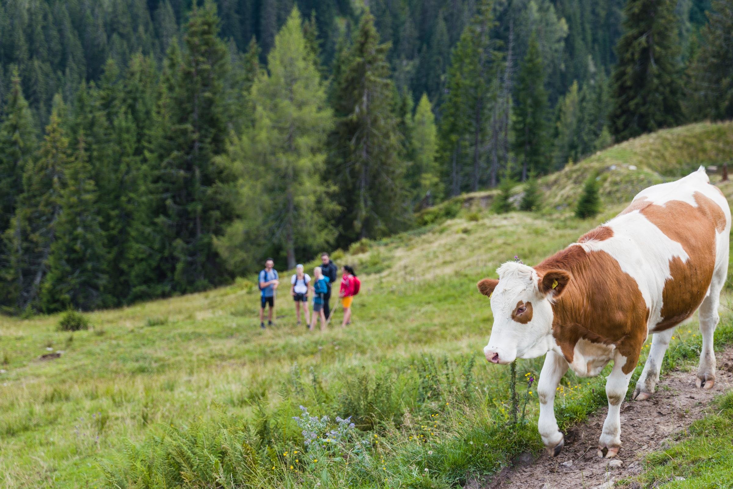 Ziegen auf einer Wiese inmitten von grünen Wäldern bei einem Premium Cluburlaub von Aldiana