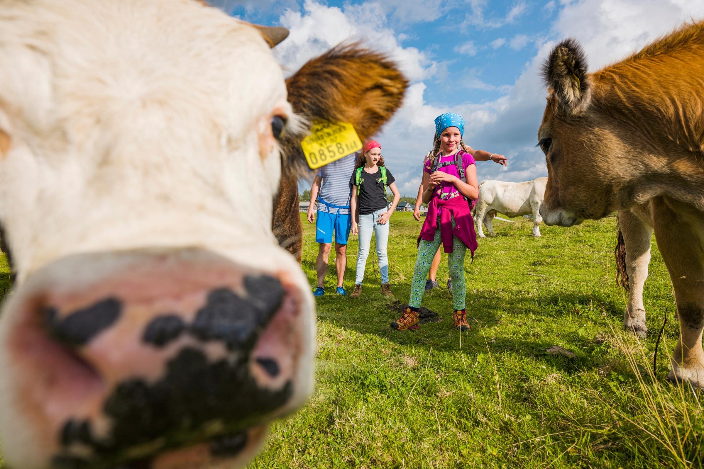 Ein Mann und eine Frau mit Kindern in einer grünen Landschaft mit Kühen, Hundefutter, Sonnenlicht