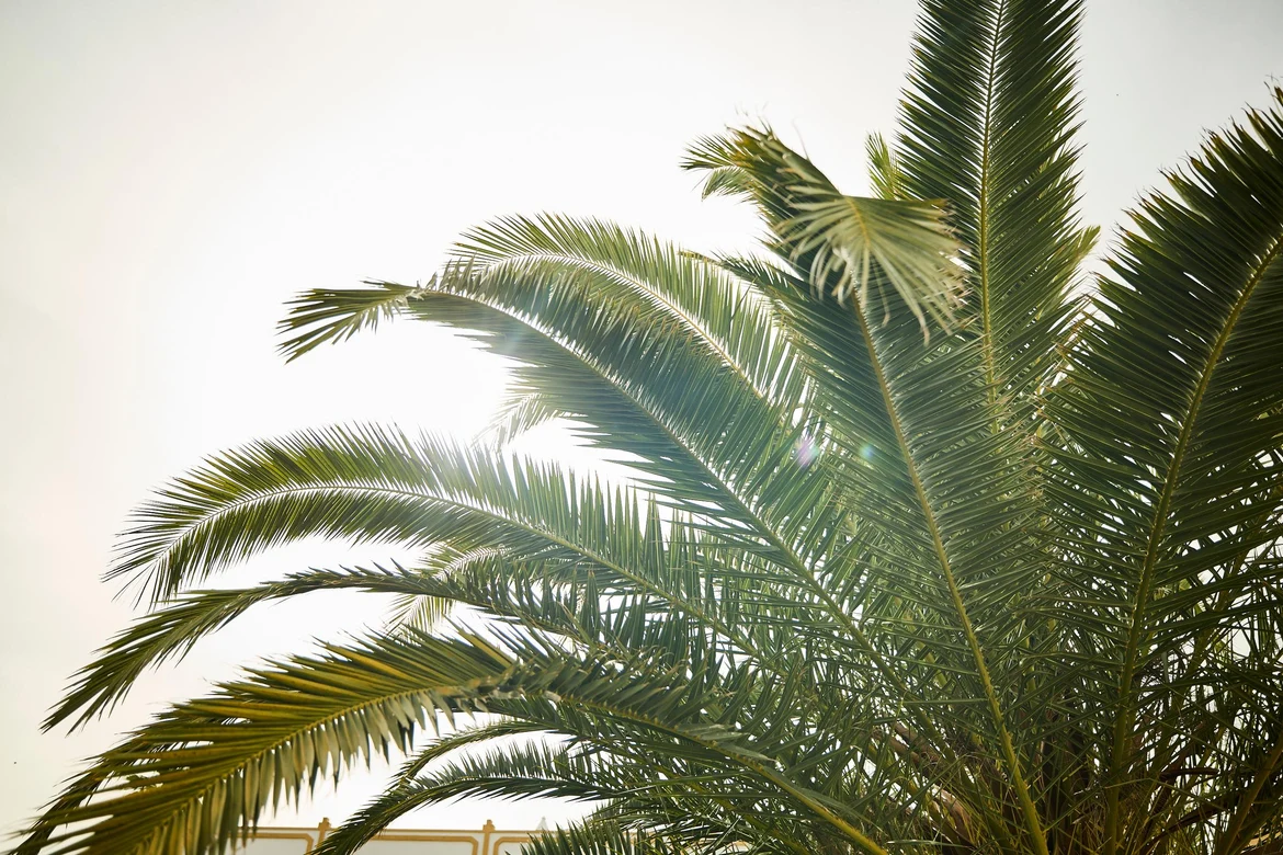 Ein dichter Palmenbaum mit Sonnenlicht im Hintergrund, ideal für Premium Cluburlaub bei Aldiana