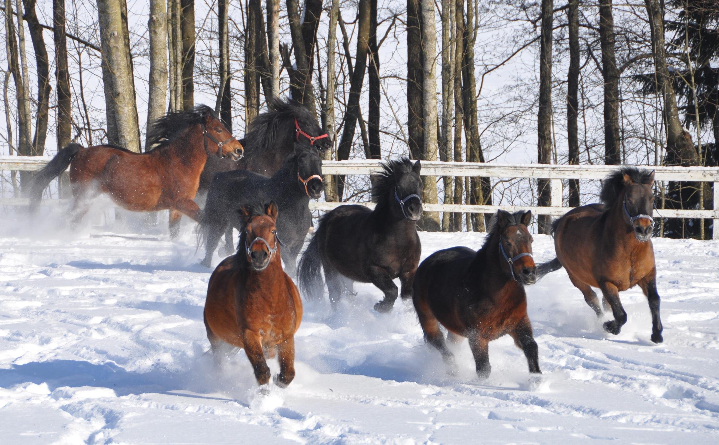 Siehe eine Gruppe von Pferden, die im Schnee galoppieren, passend für den Premium Cluburlaub von Aldiana