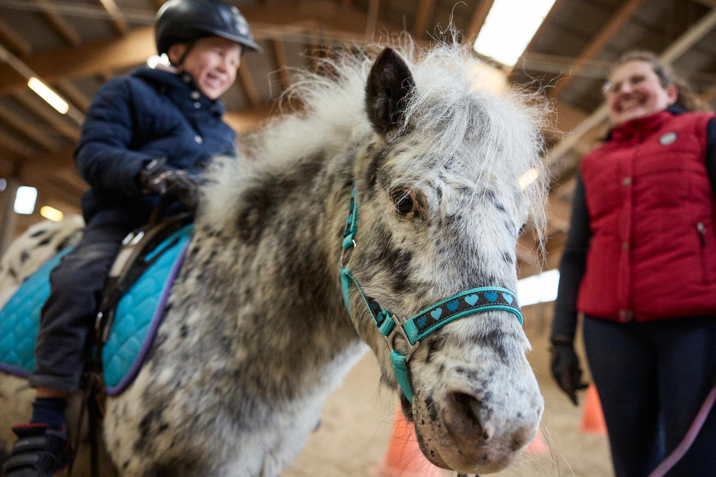 Kinderdreirad auf dem Rücken eines freundlichen weißen Pony mit blauem Halfter in einer Indoor-Location