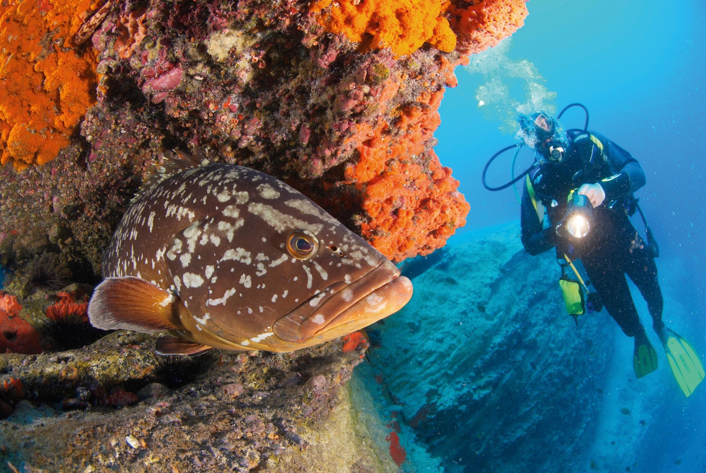 Taucher vor farbenfrohem Korallenriff bei Aldiana Premium Cluburlaub