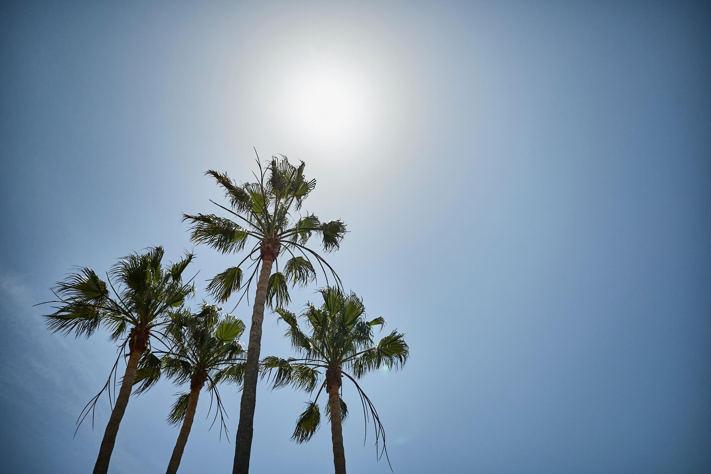 Blaue Himmel mit Palmen, sonniges Wetter, ideales Ambiente für Premium Cluburlaub bei Aldiana