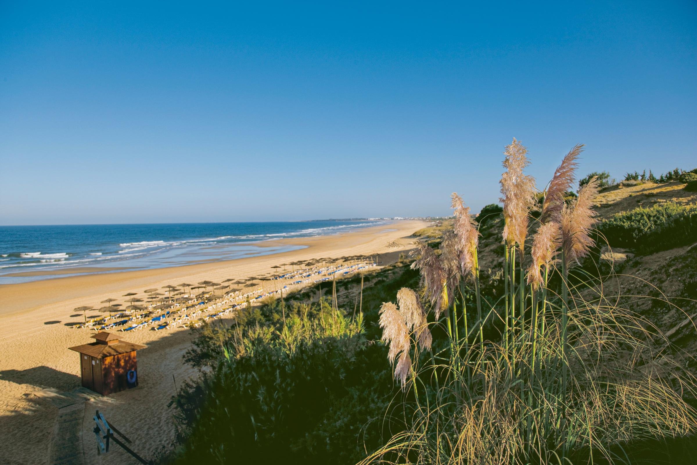 Eine idyllische Aldiana Urlaubslandschaft am Strand mit weichem Sand und Palmen