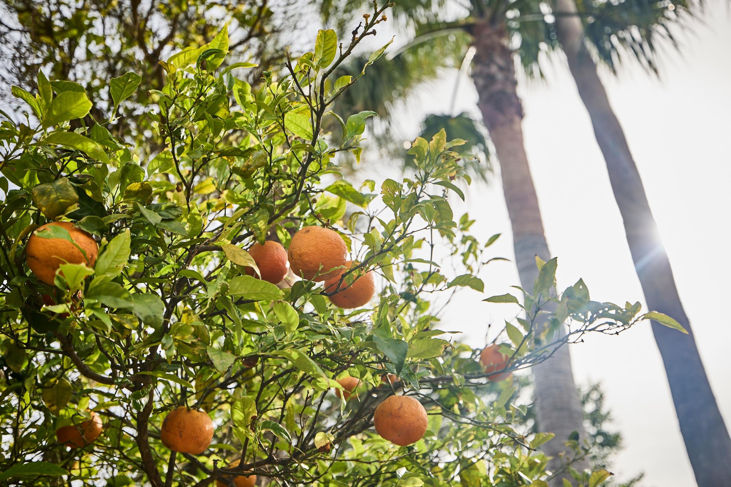 Ein blühender Orangenbaum mit reifen Orangen im Sonnenlicht, ideal für Premium Cluburlaub