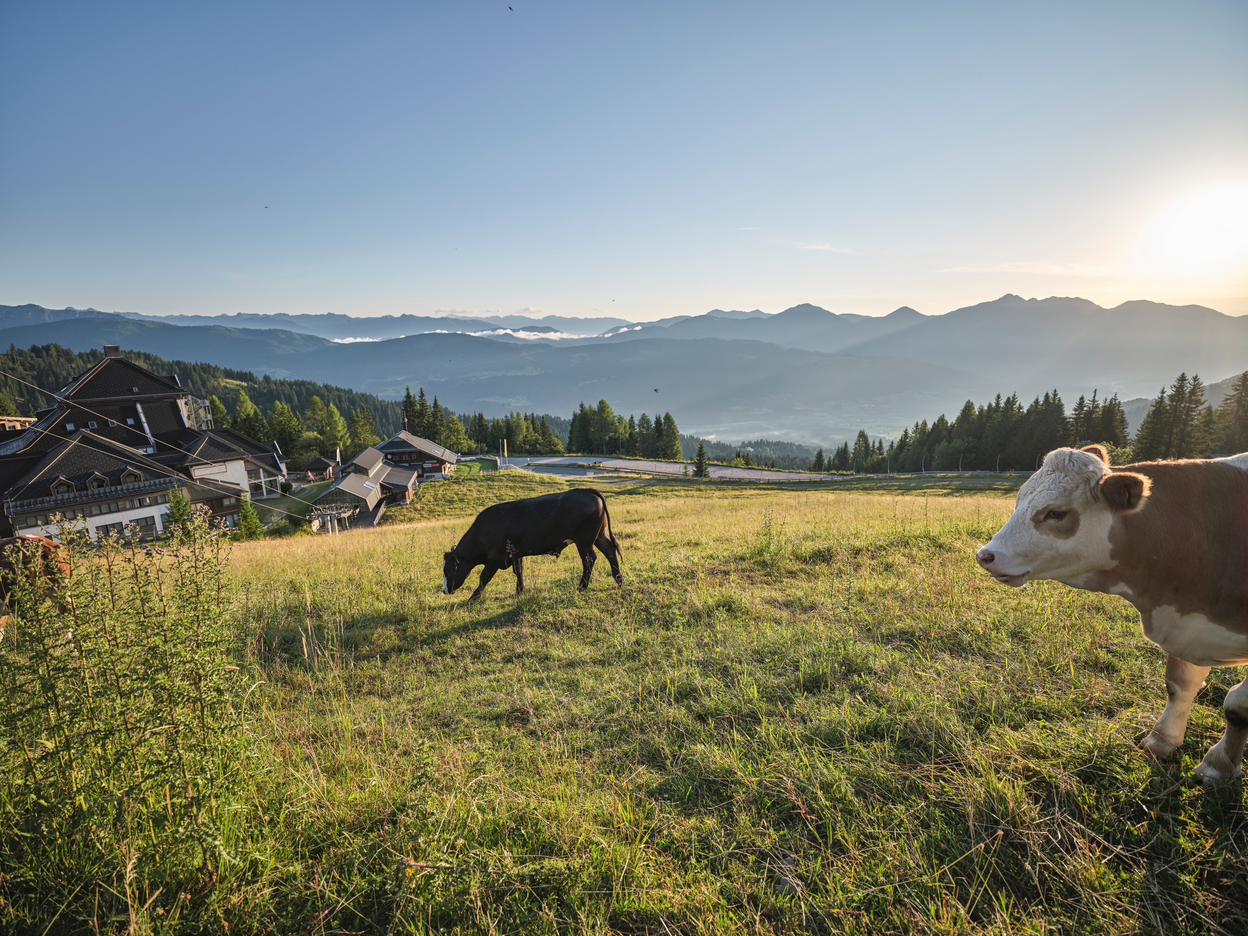 Auf der grünen Wiese toben Rinder bei Sonnenaufgang in der Natur, ideal für Premium Cluburlaub