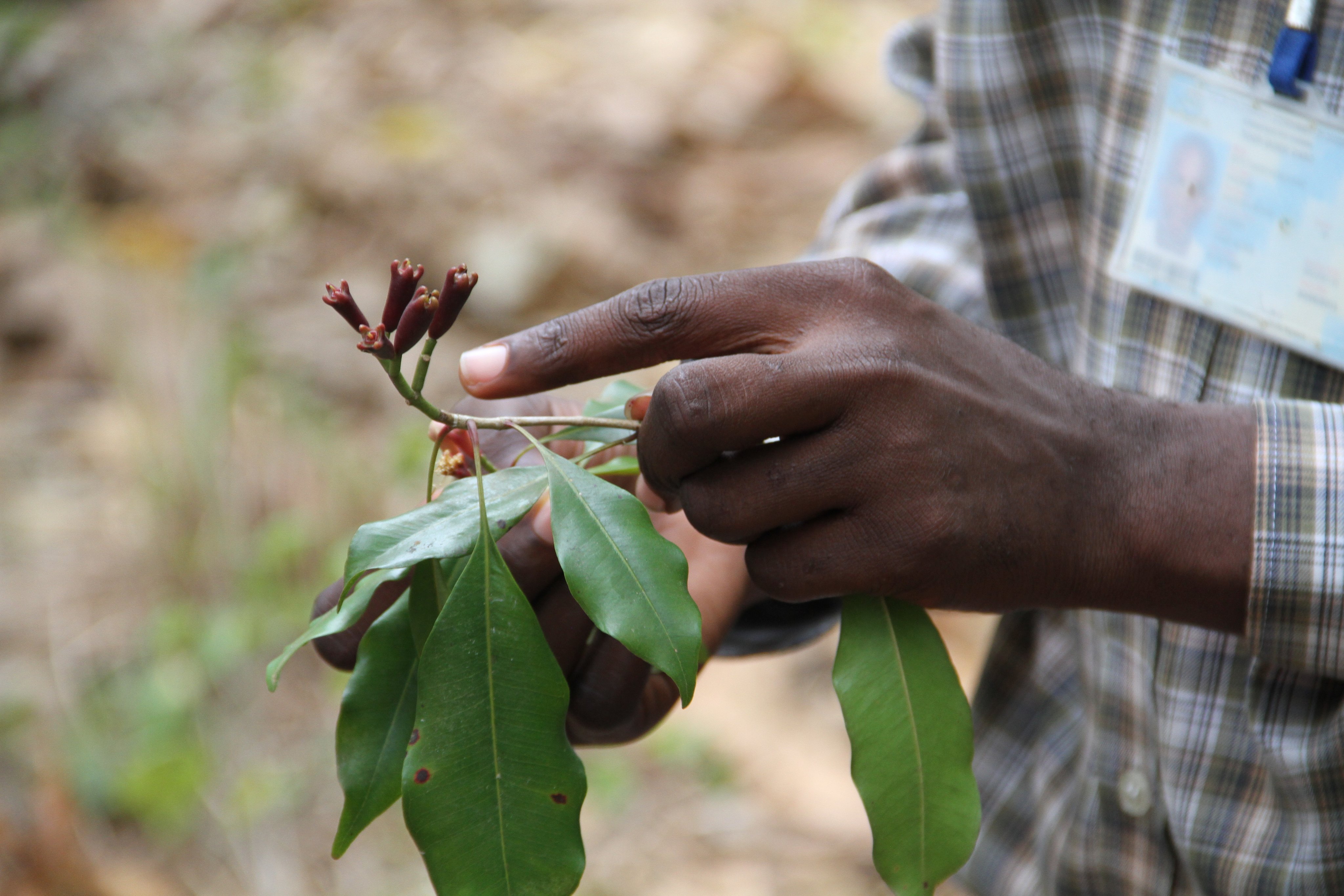 Ein Mann holds junge Blätter einer Pflanze, trägt ein Aldiana Badge, im Hintergrund Natur
