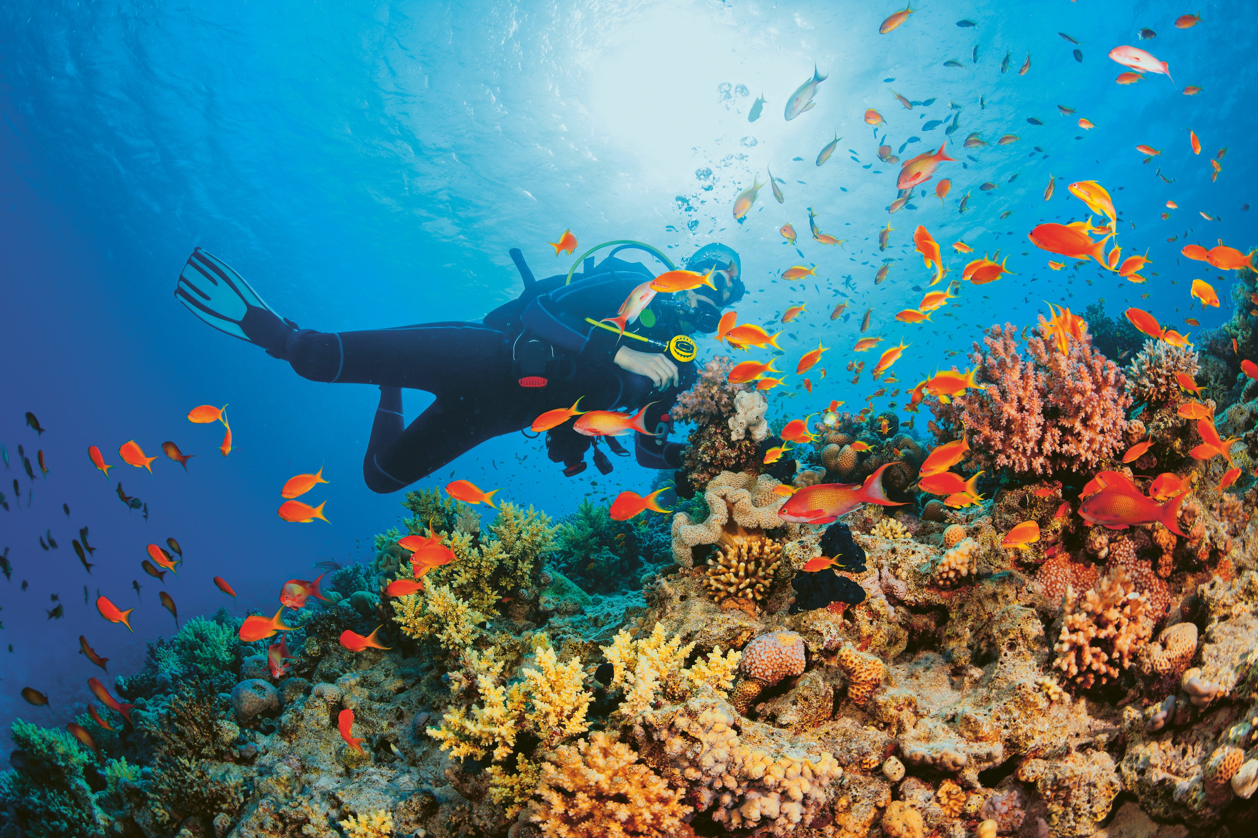 Taucher bei bunten Korallenriffen im Premium Cluburlaub von Aldiana