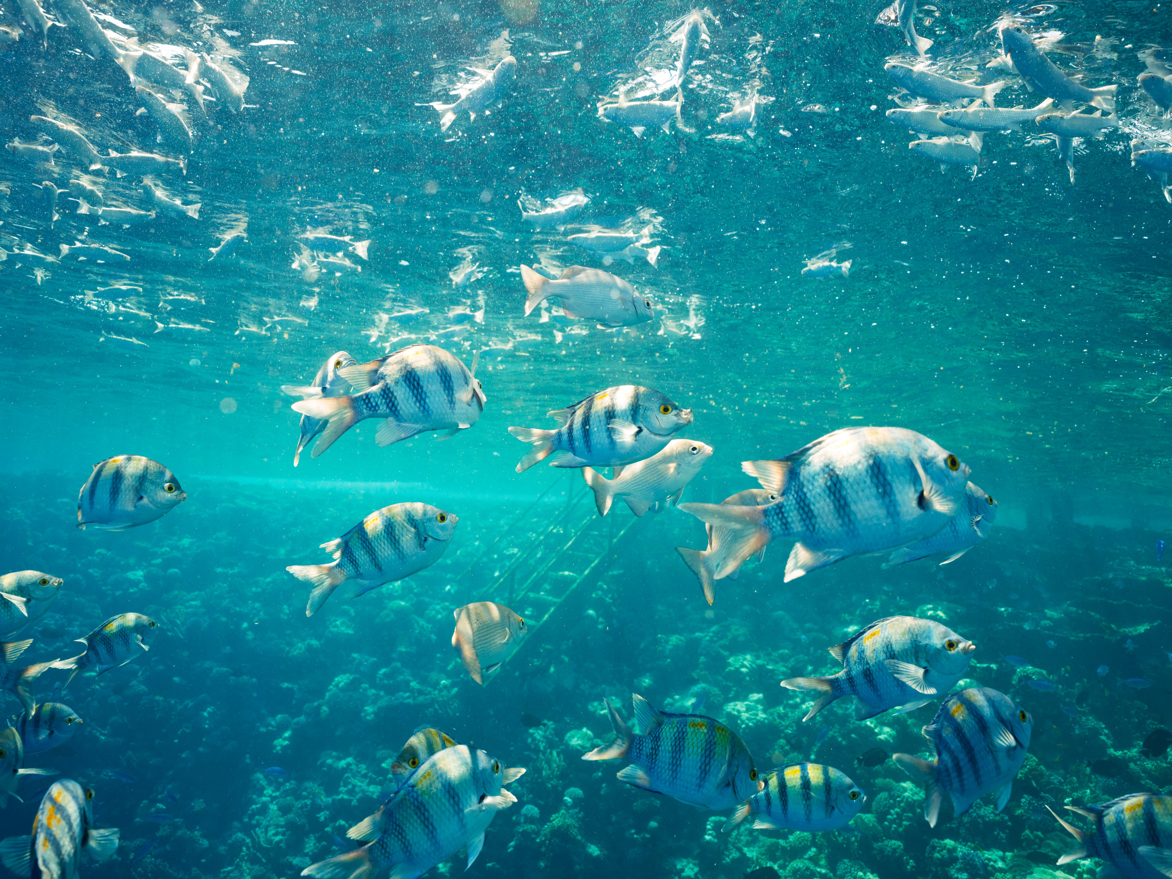 Bunte Fische schwimmen im klaren Wasser bei Aldiana Premium Cluburlaub