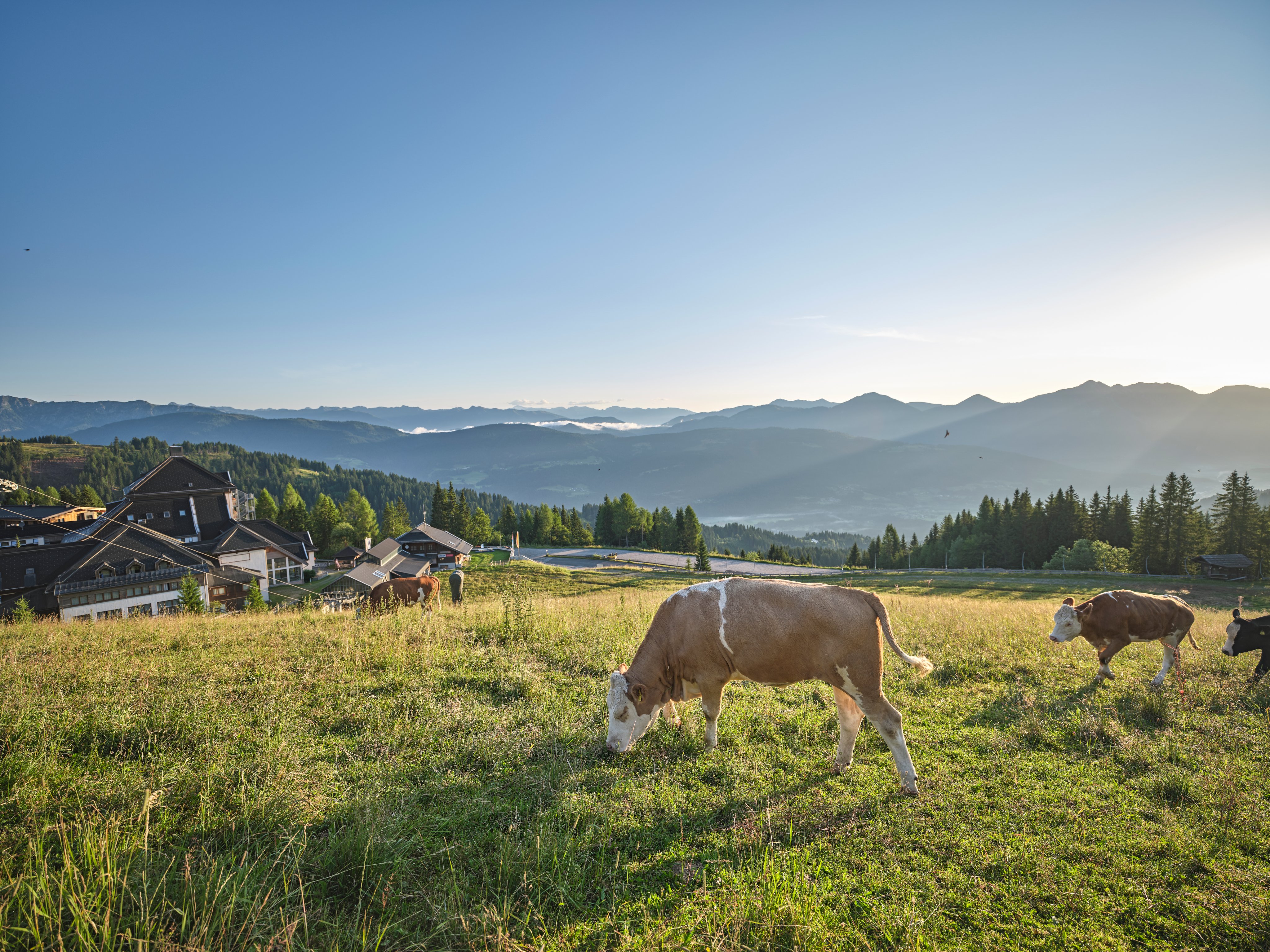 Kuh auf einer grünen Wiese im sonnenlicht mit Bergkulisse im Hintergrund, ländliche Szene