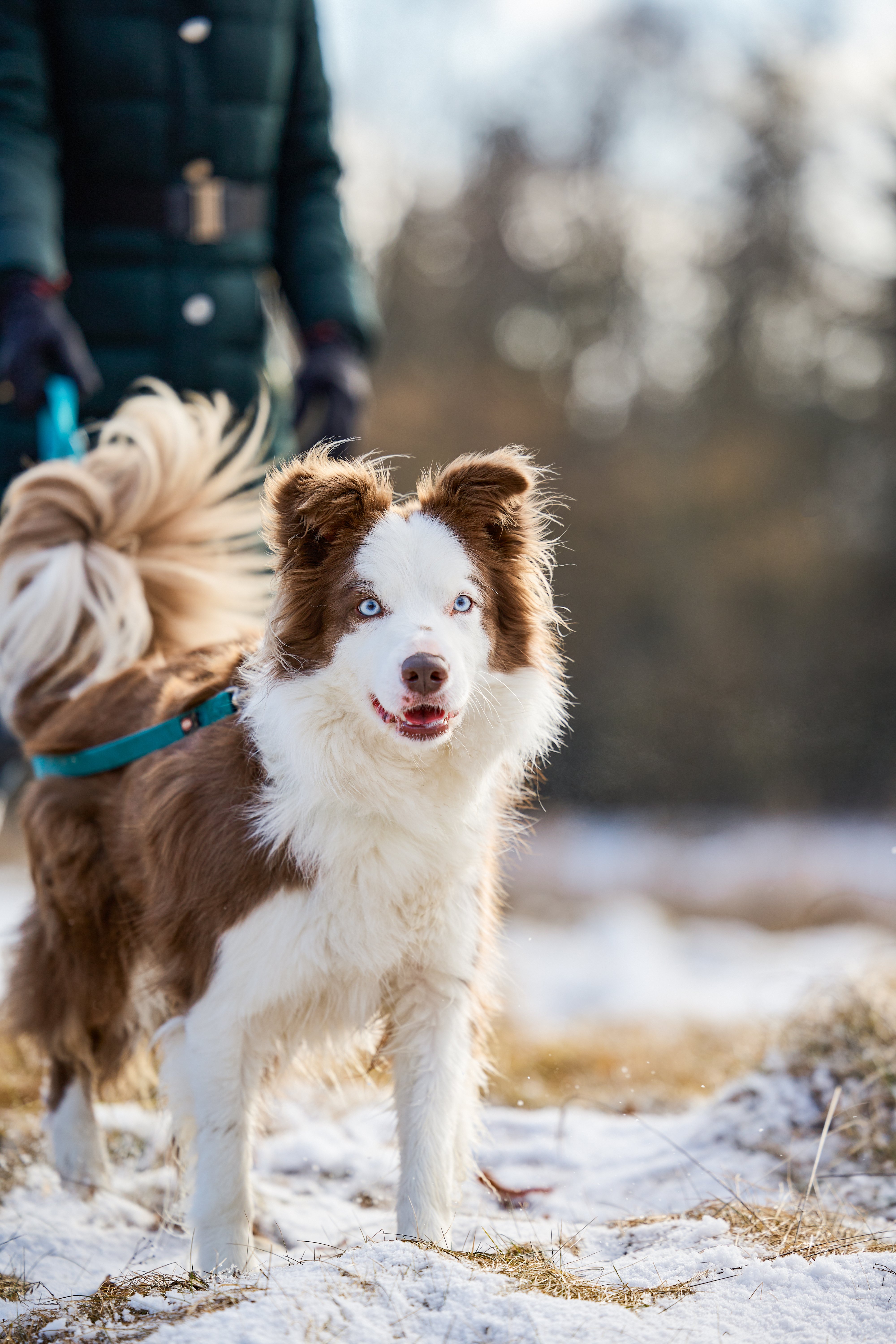 Ein Hund im Freien mit Person im Hintergrund, beikalt, Winterlandschaft, Premium Cluburlaub