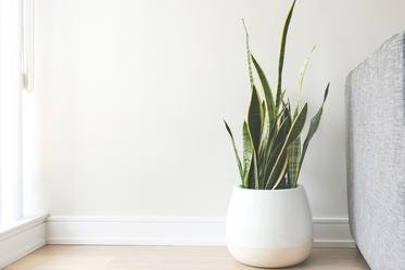 White wall with plant and sofa - Burst