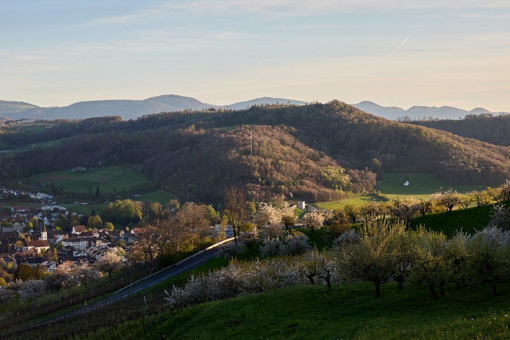 Wald mit Strasse und Häuser.