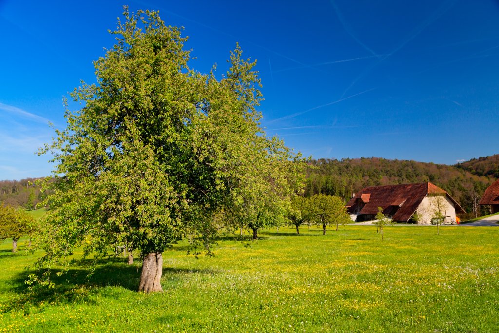 Frühling im Baselbiet.