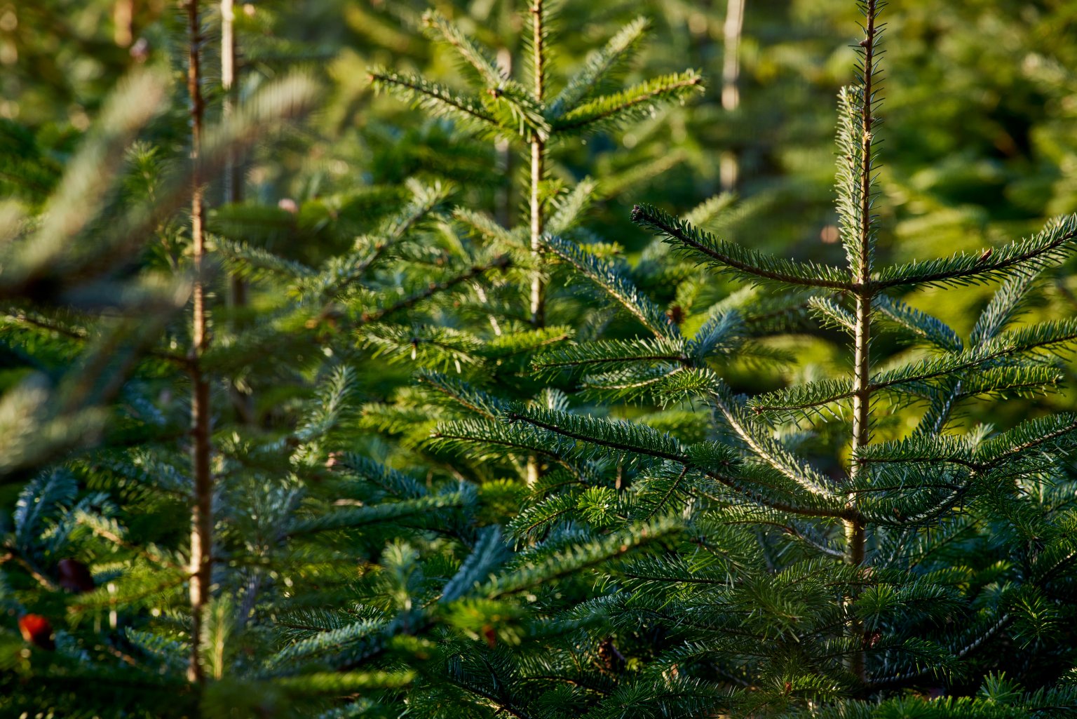Grüne Tannenbäume in zahlreicher Anordnung im natürlichen Umfeld. aus dem Artikel 2700 klimaresistente Bäume stärken den Baselbieter Wald