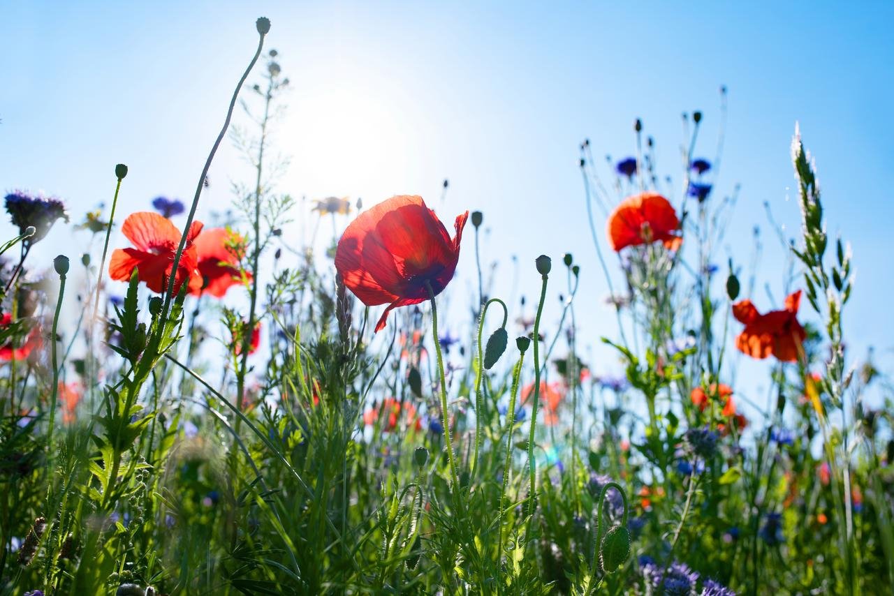 Eine blühende Wiese mit Mohnblumen und bunten Wildblumen im warmen Sonnenlicht.