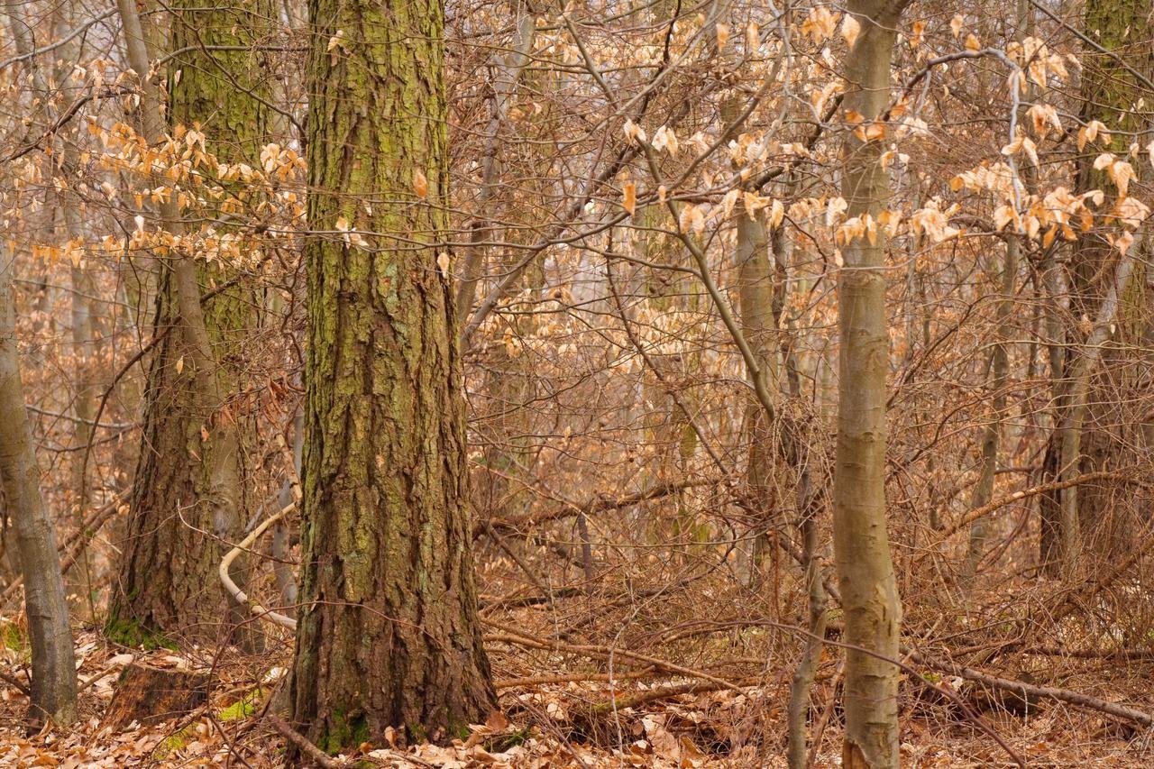 Eine ruhige Waldszene mit hohen Bäumen und spärlichen Blättern im frühen Frühling. aus dem Artikel Vermögen aufbauen leicht gemacht