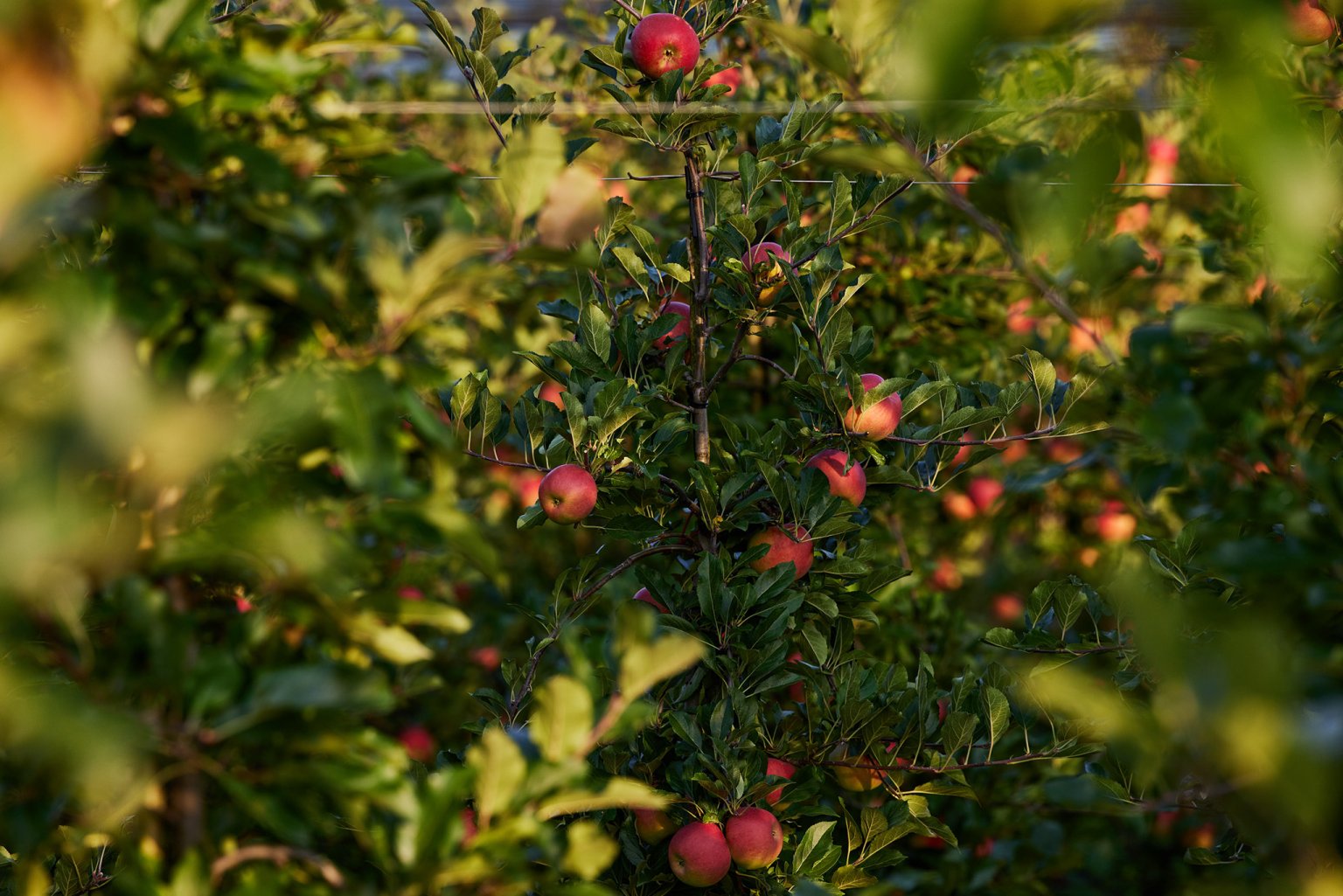 Äpfelbäume im Morgenlicht, reife Früchte zwischen grünen Blättern sichtbar.