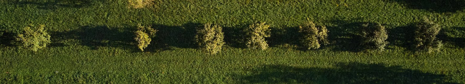 Luftaufnahme von Bäumen und Wiesen in der natürlichen Umgebung der BLKB.
