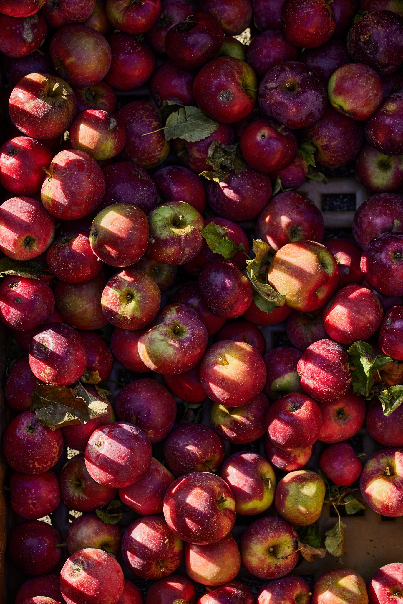 Frische Äpfel auf einem Holzkasten, das Licht wirft Schatten darauf.