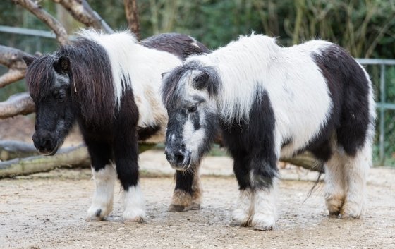 Zwei kleine Ponys im Zoo Basel. Beide haben schwarzes und weisses Fell.
