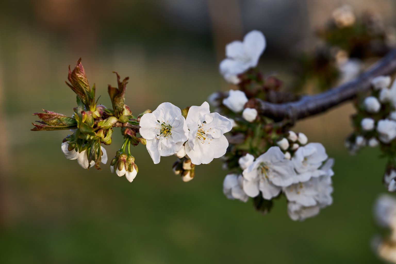 Weiße Blüten an einem Zweig, die Frühlingsschönheiten in voller Blüte.