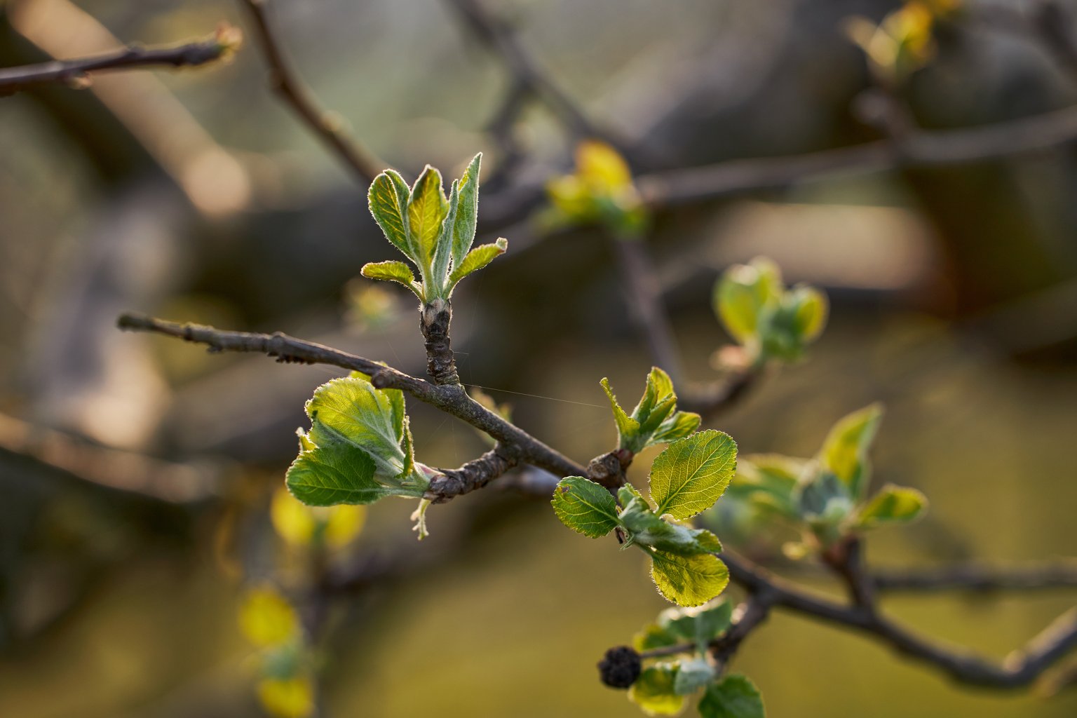 Frische grüne Blätter an einem Baumzweig im Morgenlicht.