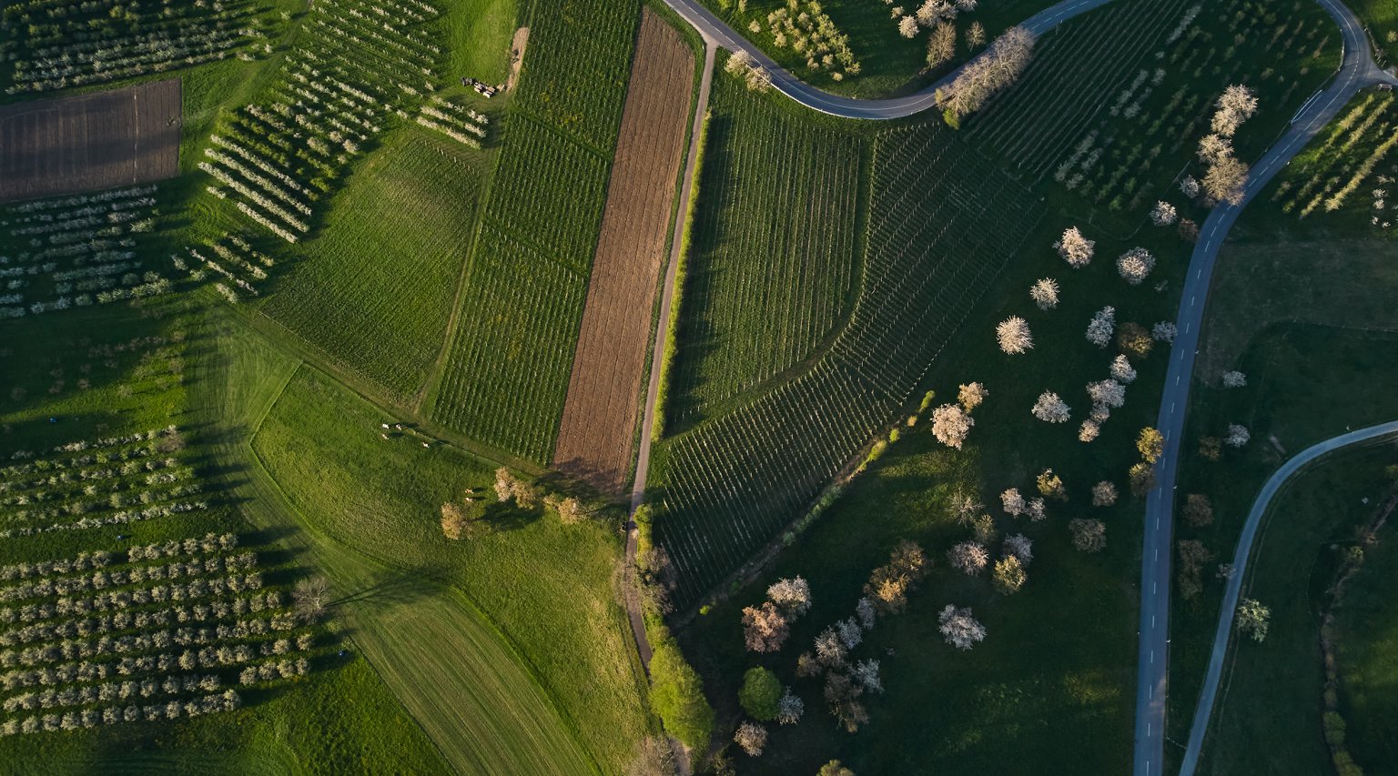 Luftaufnahme der natürlichen Landschaft mit Weinbergen und baumbewachsenen Flächen.