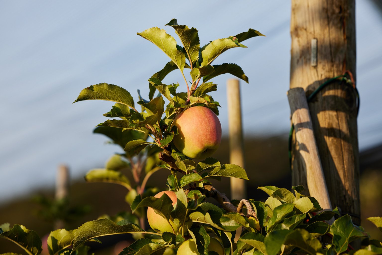 Apfel auf einem Apfelbaum