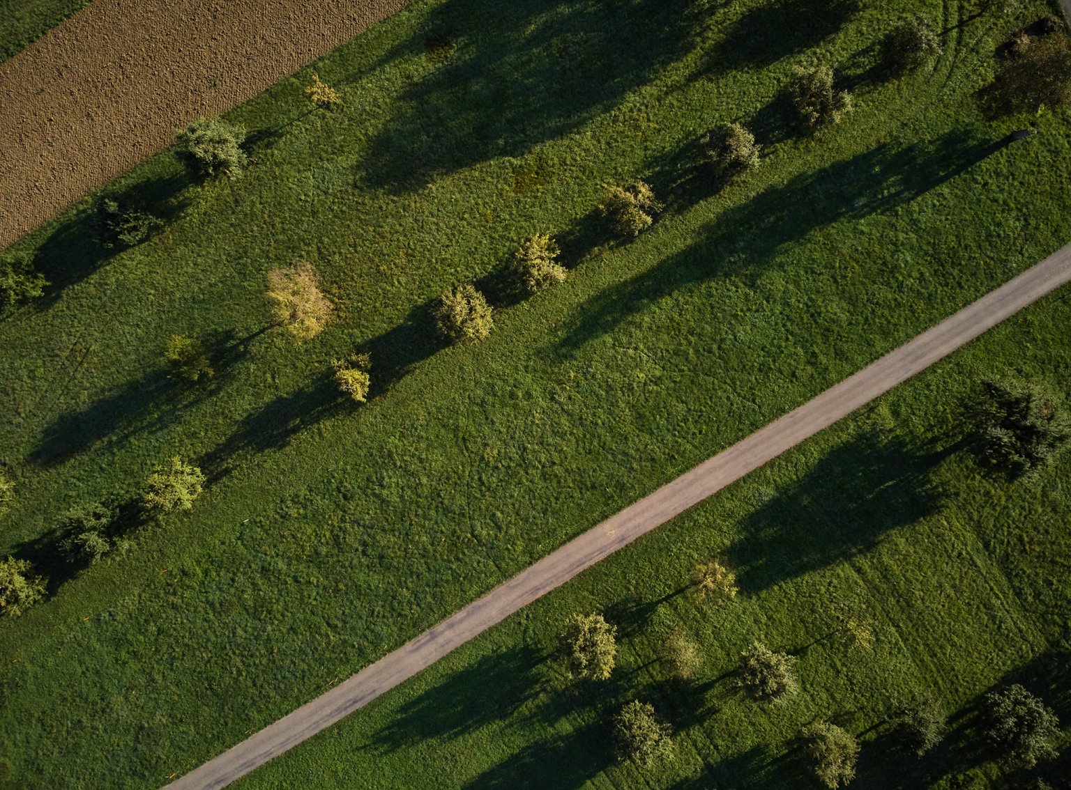 Wiese mit Strasse und Bäumen.