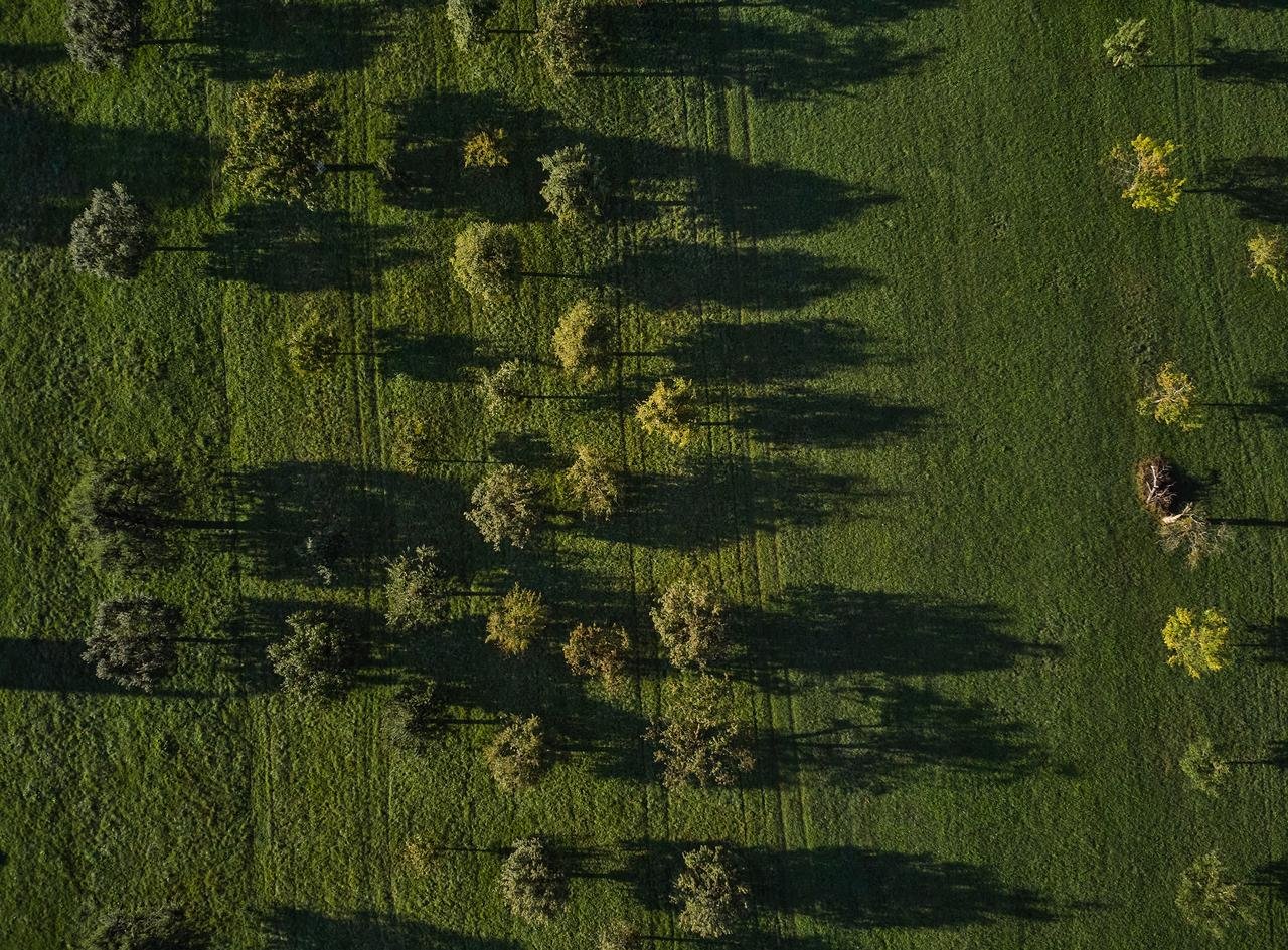 Grüne Wiese mit Bäumen und Feldweg. aus dem Artikel Nachhaltigkeit als treuhänderische Pflicht