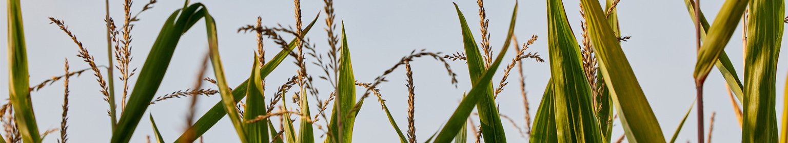 Grüne Gräser unter blauem Himmel, reflektieren Natur und Ruhe im Alltag.