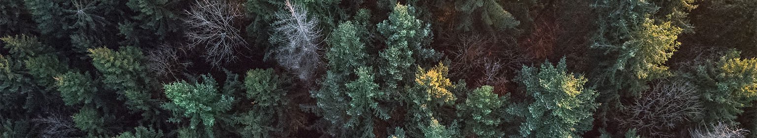 Luftaufnahme eines dichten, grünen Waldes mit verschiedenen Baumarten und Lichtspielen.