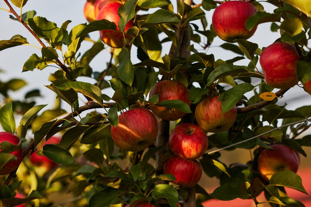 Äpfel an einem Baum, reif für die Ernte, umgeben von grünem Laub.