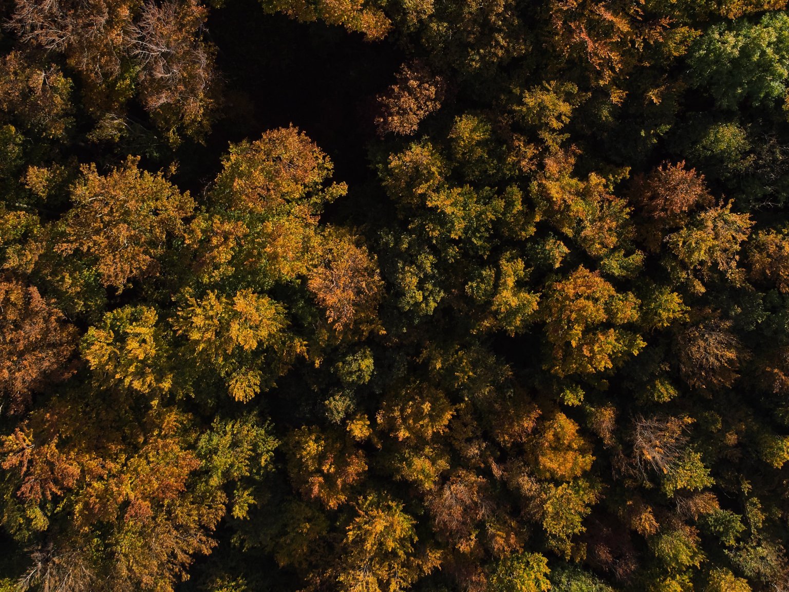 Dicht bewaldeter Hügel mit bunten Herbstblättern aus der Vogelperspektive