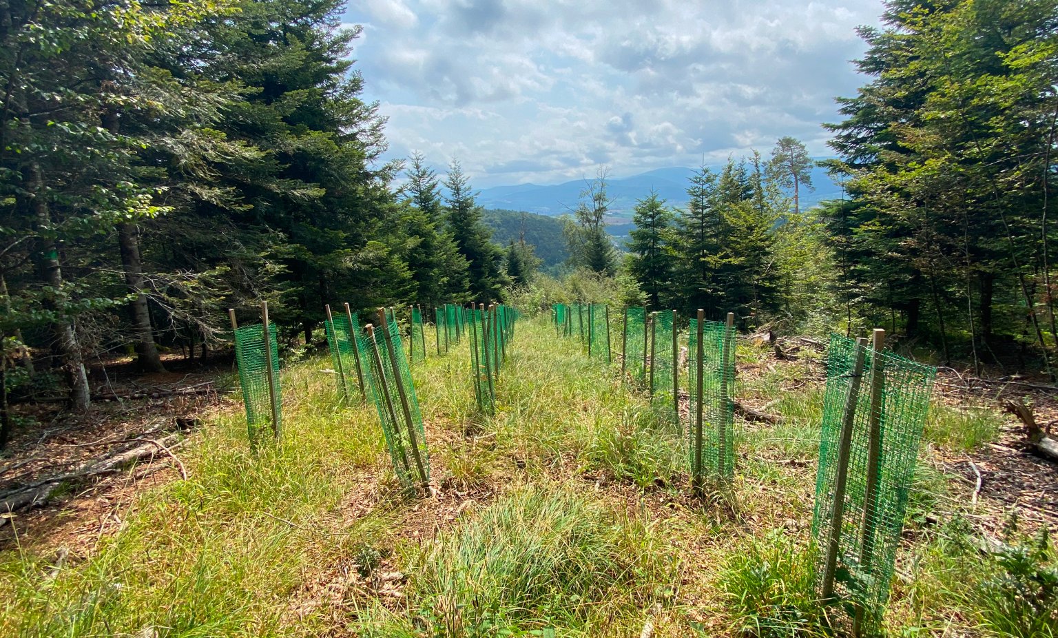 Ein Weg in den Wald mit jungen Bäumen, die mit Schutzgittern versehen sind.