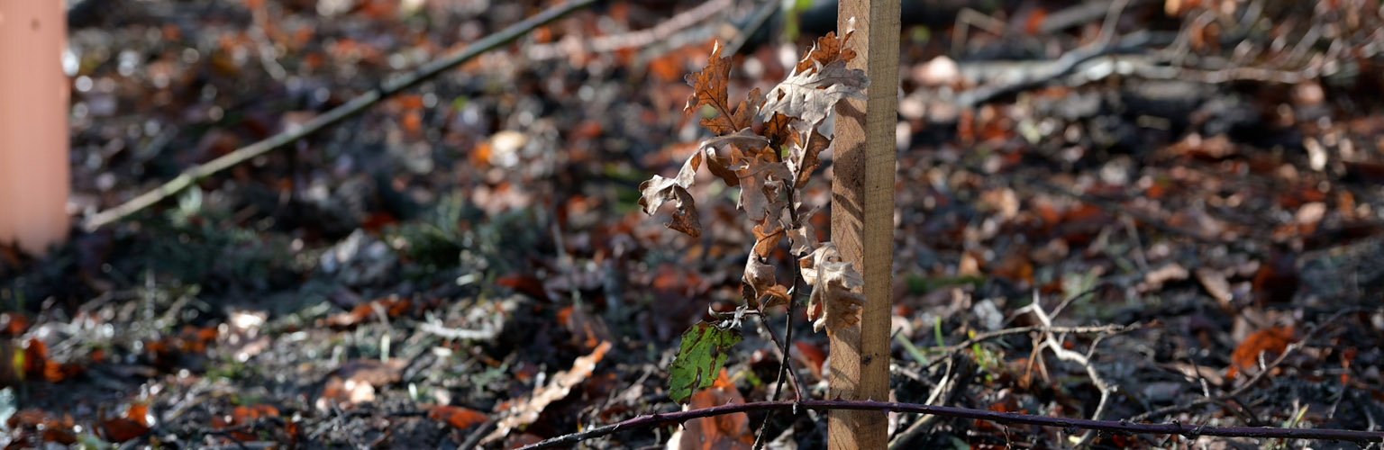 Trockenes Laub und junge Pflanzen im Fokus einer naturnahen Umgebung. aus dem Artikel Die Eiche: Wichtige Stütze für den Wald von morgen