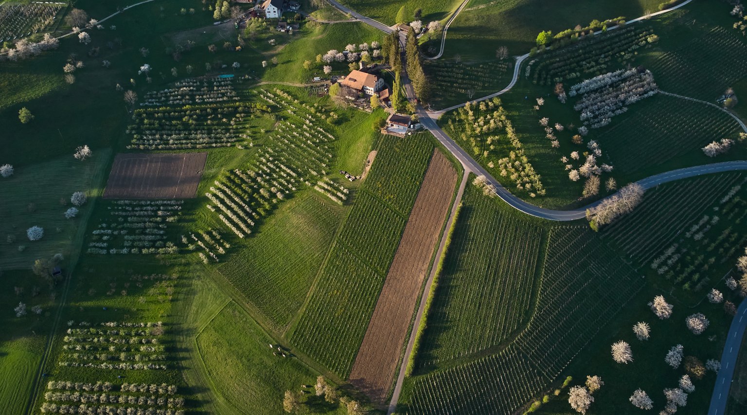Landschaft mit Weinbergen und Obstbäumen, idyllisch und grün, im Kanton Basel-Landschaft.