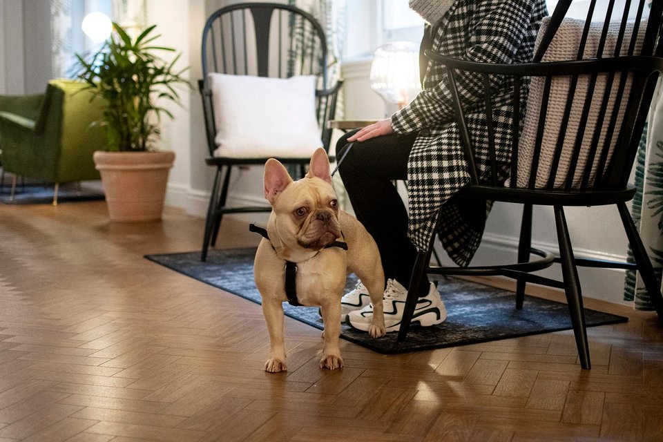 A dog friendly place